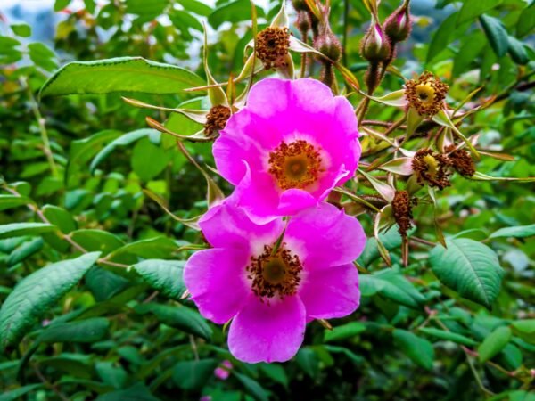Rosa Doncasterii