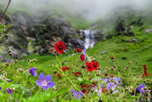 Valley of Flowers