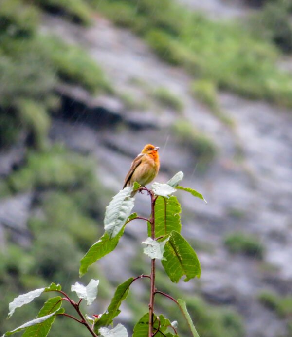 valley-of-flower (3)